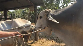cow breeding in my village female cow cant stand after mating
