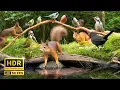 Download Lagu Squirrel and Bird Watching: 10 hours Nature Fun for Cats \u0026 Dogs \u0026 Humans Alike  (4K HDR)