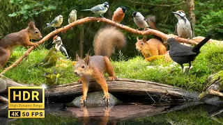Squirrel and Bird Watching 10 hours Nature Fun for Cats Dogs Humans Alike 4K R