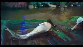 الحرب ضد حوريه البحر رووعه 