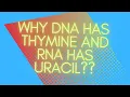 Why DNA has thymine and RNA has uracil