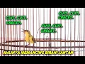 Download Lagu TERAPI SOGON !! SOGON BETINA MEMANGGIL JANTAN