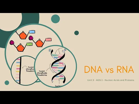 Download MP3 The differences between DNA and RNA