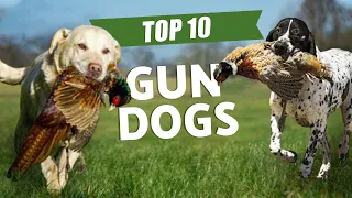 top 10 gun dogs