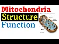Mitochondria structure and function