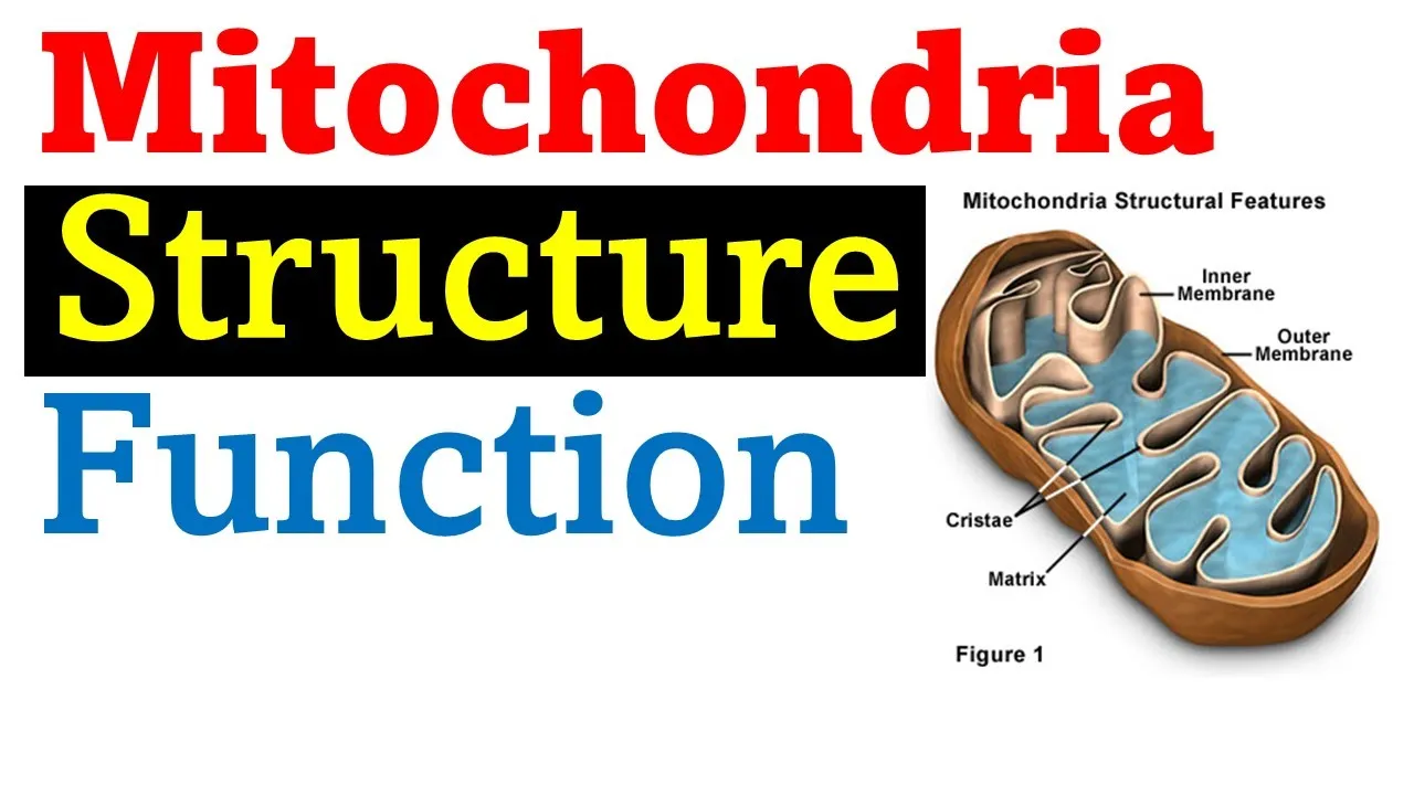 Mitochondria structure and function