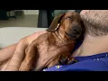 Download Lagu Mini dachshund enjoys the first signs of fall 🍁