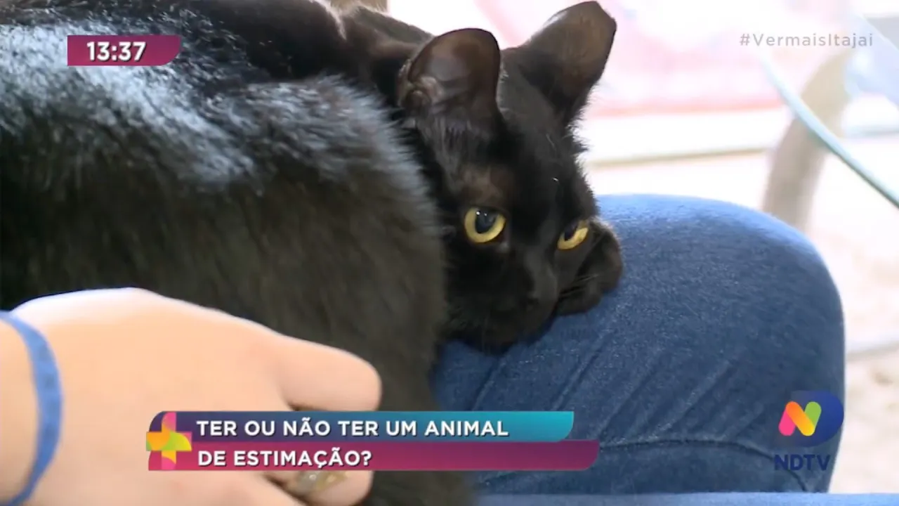 Pet News: Ter ou não ter um animal de estimação?