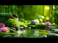 Download Lagu Suara Air yang Menenangkan 🌳 Musik yang menenangkan | Kejernihan \u0026 Ketenangan Mental