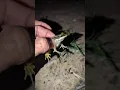 Download Lagu Catch a Flying Frog in a Funny Way | Bonk Bonk Funny Frog | Bullfrog Show Funny | Frogs Jump funny
