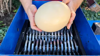 Ostrich Egg vs Industrial Shredder