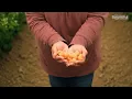 CA GROWN V Mendoza Berry Farm