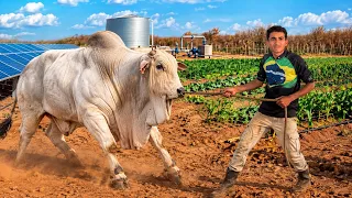 BRUTINHO lNVADE SÍTIO DO FRAN FRAN E R0UBA BOI NELORE E SE DA MUlTO MAL