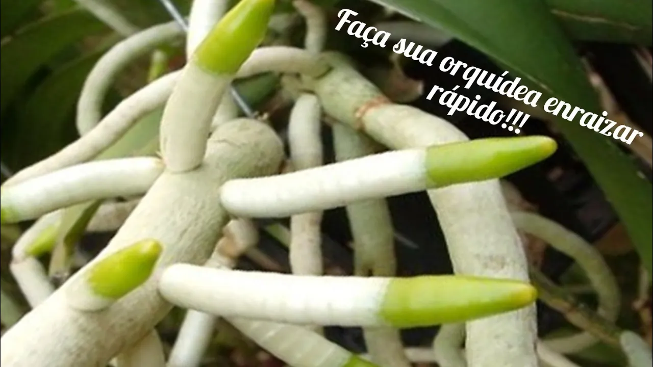 COMO FAZER UMA ORQUÍDEA ENRAIZAR?