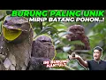 Download Lagu UNIKK..! MIRIP BURUNG HANTU KELAKUAN KAYAK BUNGLON..❗❗( FROGMOUTH )