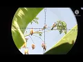 Download Lagu Berburu Tikukurr Spot Subang