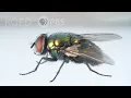 Lagu Here’s How That Annoying Fly Dodges Your Swatter | Deep Look