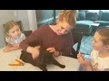 Download Lagu How to apply SOFT PAWS  to your cat!