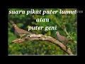 Download Lagu SUARA PIKAT PUTER LUMUT ATAU PUTER GENI PALING MANTAP