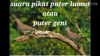 Download SUARA PIKAT PUTER LUMUT ATAU PUTER GENI PALING MANTAP MP3