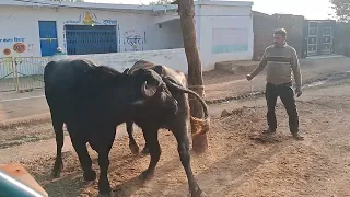  buffalo and bull love story full movie baffelow bull meeting 