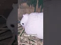Pigeon Call for Mating || Pigeon cooing sound #shorts