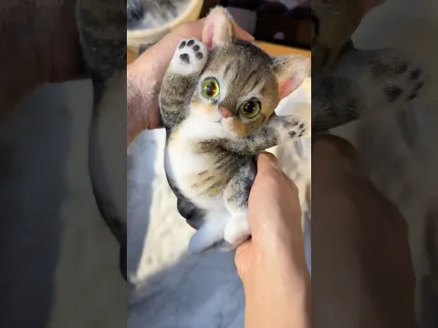 Tiny paw raised high, its squishy sweetness melts your heart#squishy #diy #cat #handmade #cute