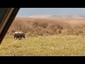 Lagu lioness hunting warthog adult bringing it down video 