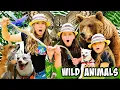 Download Lagu Animal Adventures! Learn About Animals w/ The Wild Adventure Girls!