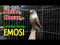 Download Lagu LOVEBIRD GACOR Ngekek Panjang, Suaranya KERAS, KASAR  Cocok Buat Pancing Emosi Lawan