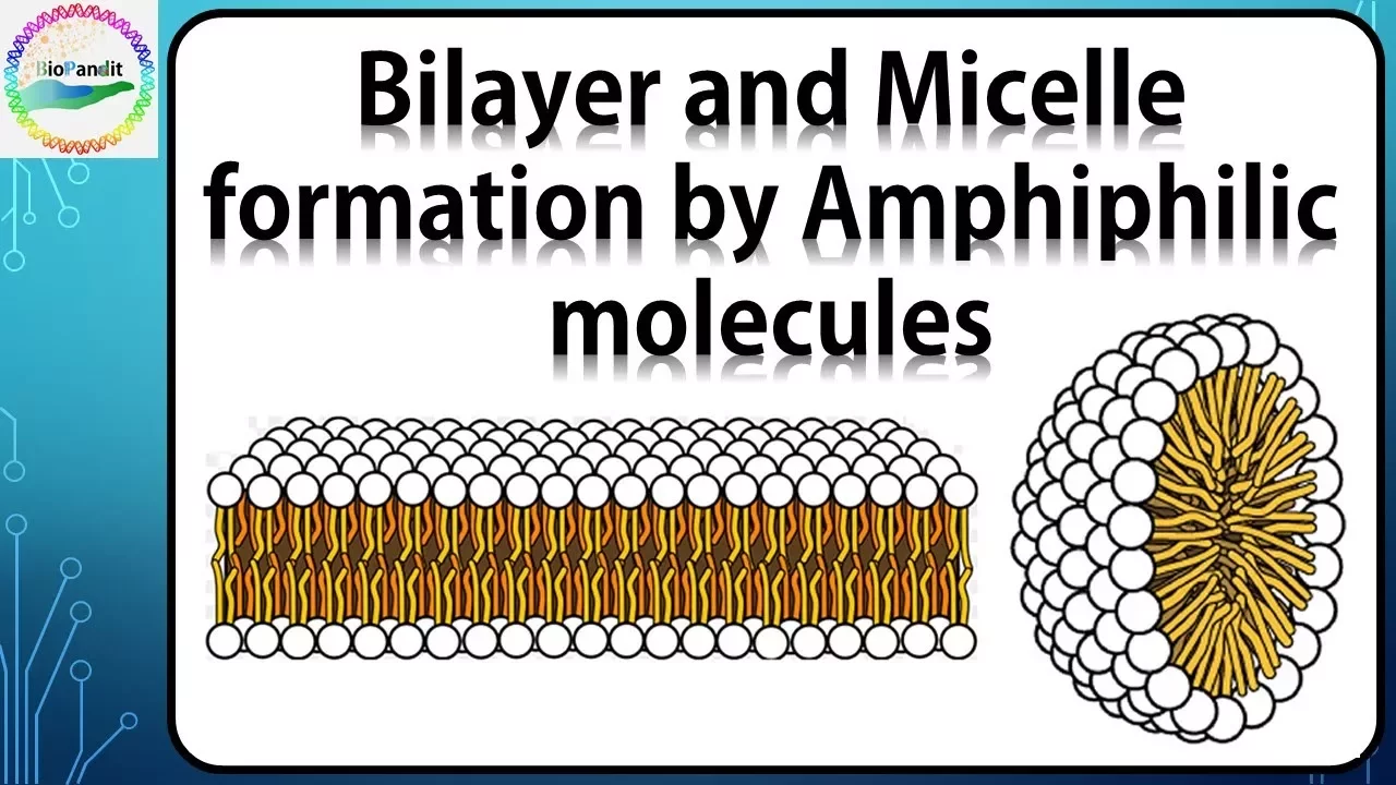 Bilayer and Micelle formation by Amphiphilic molecules