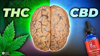 What THC and CBD Actually Does Inside YOUR Brain
