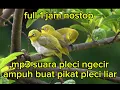 Download Lagu MP3 SUARA PIKAT BURUNG PLECI NGECIR