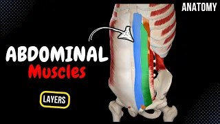 Muscles of the Abdomen Groups Origin Insertion Function