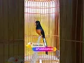 Download Lagu Pancingan Murai Batu Gacor #shorts #shortvideo #youtubeshorts #muraibatu #pancinganmuraibatu #murai