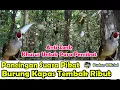 Download Lagu PANCINGAN SUARA PIKAT BURUNG KAPAS TEMBAK RIBUT DIJAMIN AMPUH MP3