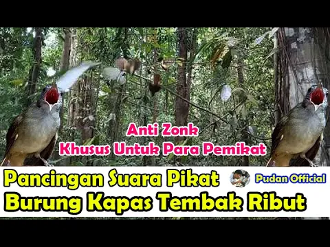 Download MP3 PANCINGAN SUARA PIKAT BURUNG KAPAS TEMBAK RIBUT DIJAMIN AMPUH MP3