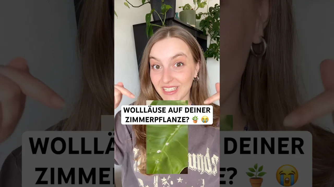 🪴 Wollläuse auf Zimmerpflanzen erkennen & bekämpfen – Ursachen und Lösungen