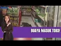 Download Lagu Geger! Buaya 2,5 Meter Masuk Minimarket di Taliabu |LIS (19/08)