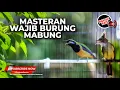 Download Lagu 🔴Masteran Wajib Burung Mabung Update Materi Cucak Cungkok Gacor vs Cucak Jenggot Speed Rapat