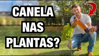 É ISSO que vai ACONTECER se VOCÊ usar CANELA nas PLANTAS | Henrique Buttler