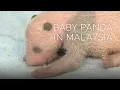 Download Lagu MALAYSIA FERTILE PANDAS：Record-breaking pair produce 3rd cub