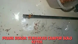 prank rokok tembakau campur bulu ketek