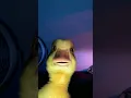 Download Lagu Fluffing a duck #shorts. #memes. #meme