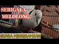 Download Lagu PUTER PELUNG BERSUARA SERIGALA MELOLONG, BIKIN MERINDING || Katuranggan Anggungan _Surya Pati