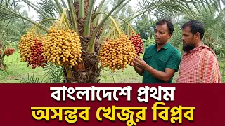 বাংলাদেশে প্রথম খেজুর চাষ | First Date Palm Cultivation in Bangladesh | Desh Barta Tv