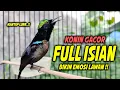 Lagu SUARA BURUNG KOLIBRI NINJA GACOR FULL NEMBAK ISIAN MEWAH !! PANCINGAN KONIN BAHAN AGAR CEPAT EMOSI