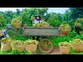 Download Lagu Plant More Vegetables \u0026 Harvest A Truckload of Longan Goes To The Village Market Sell | Tieu Lien.