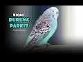 Download Lagu Suara Burung Parkit Gacor Durasi Panjang Terbaru