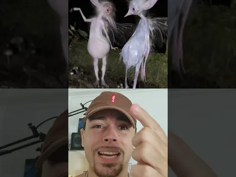 O QUE É ISSO?